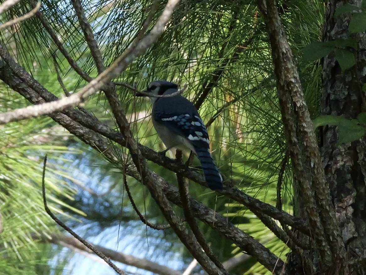 Blauhäher - ML643510993