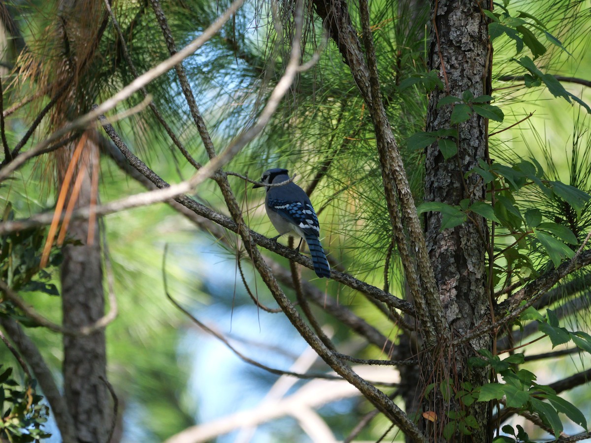 Blauhäher - ML643510995