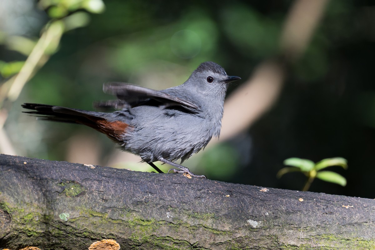 Gray Catbird - ML643511000