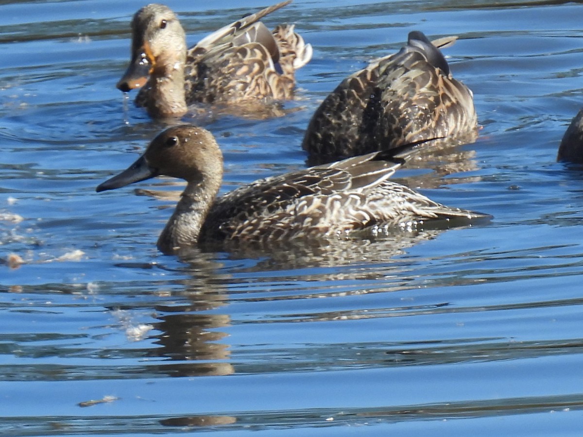 Northern Pintail - ML643511049