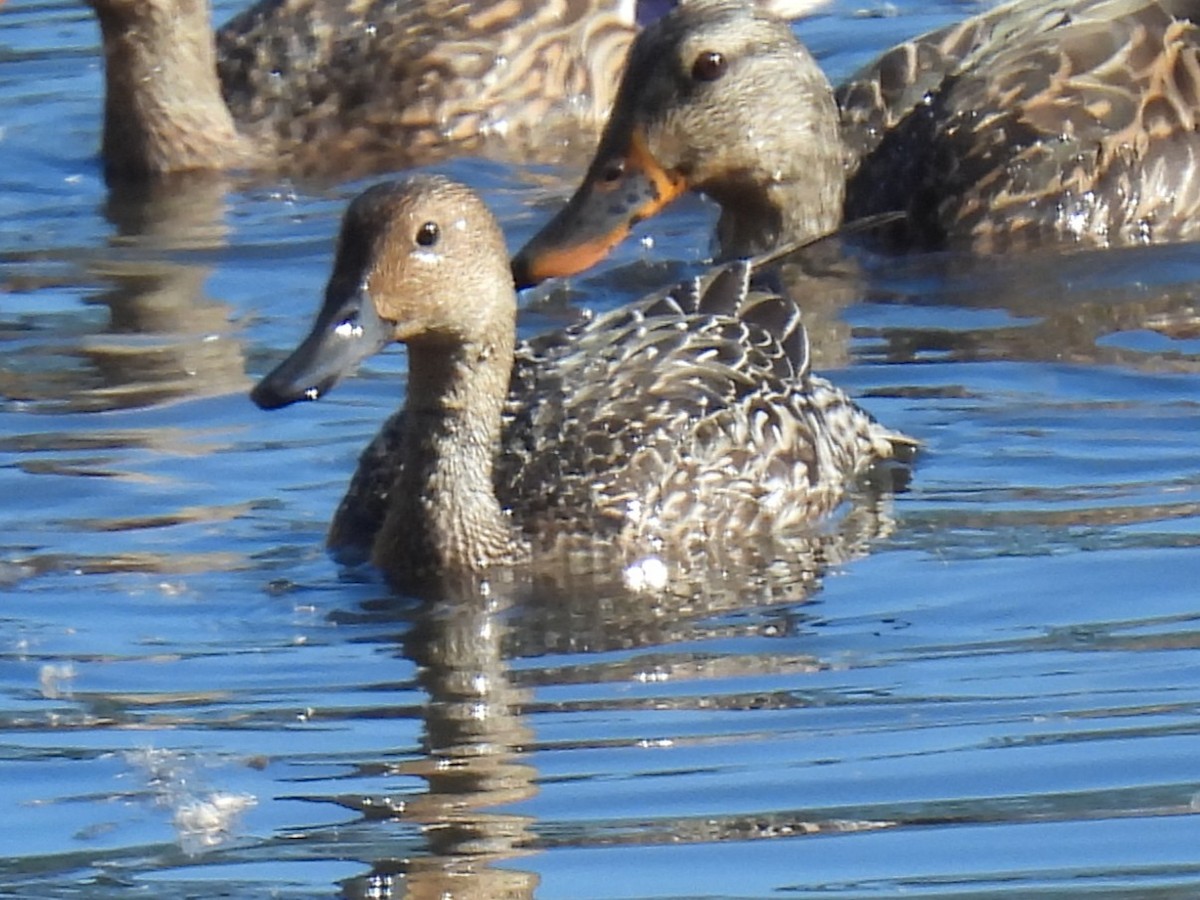 Northern Pintail - ML643511050