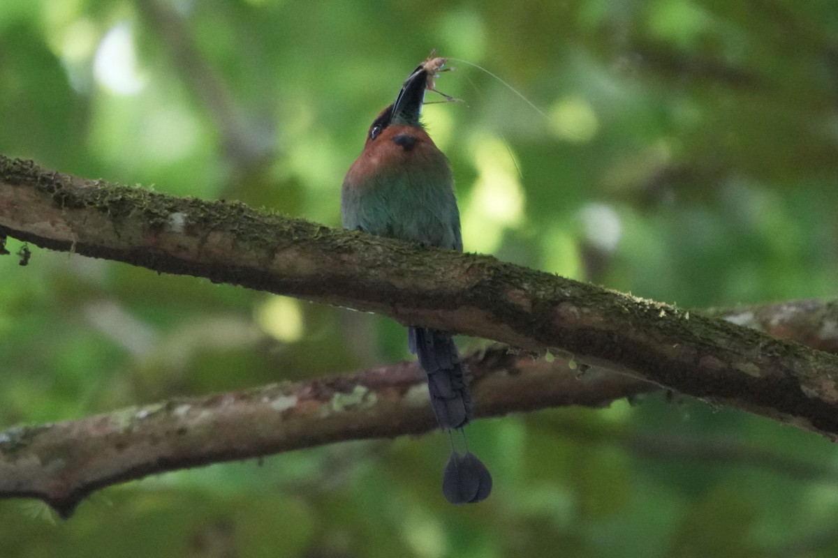 Broad-billed Motmot - ML643511052