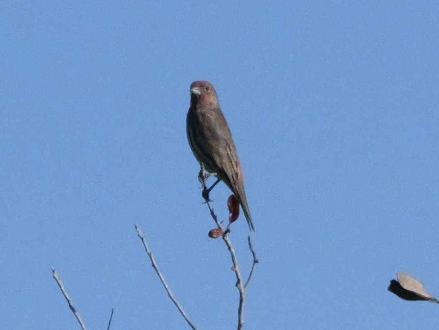 House Finch - ML643511061