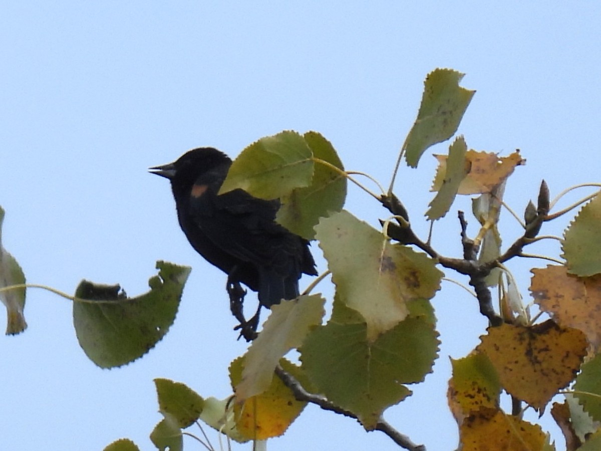 Red-winged Blackbird - ML643511063