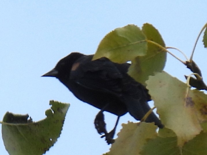 Red-winged Blackbird - ML643511064