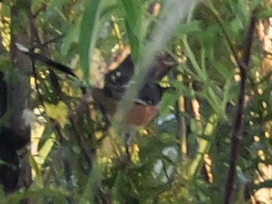 Eastern Towhee - ML643511083
