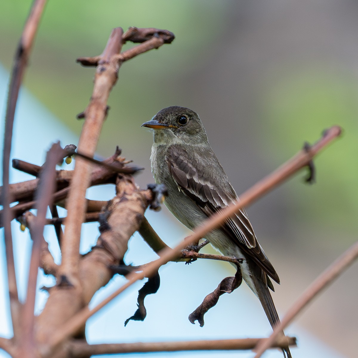 Western Wood-Pewee - ML643511104