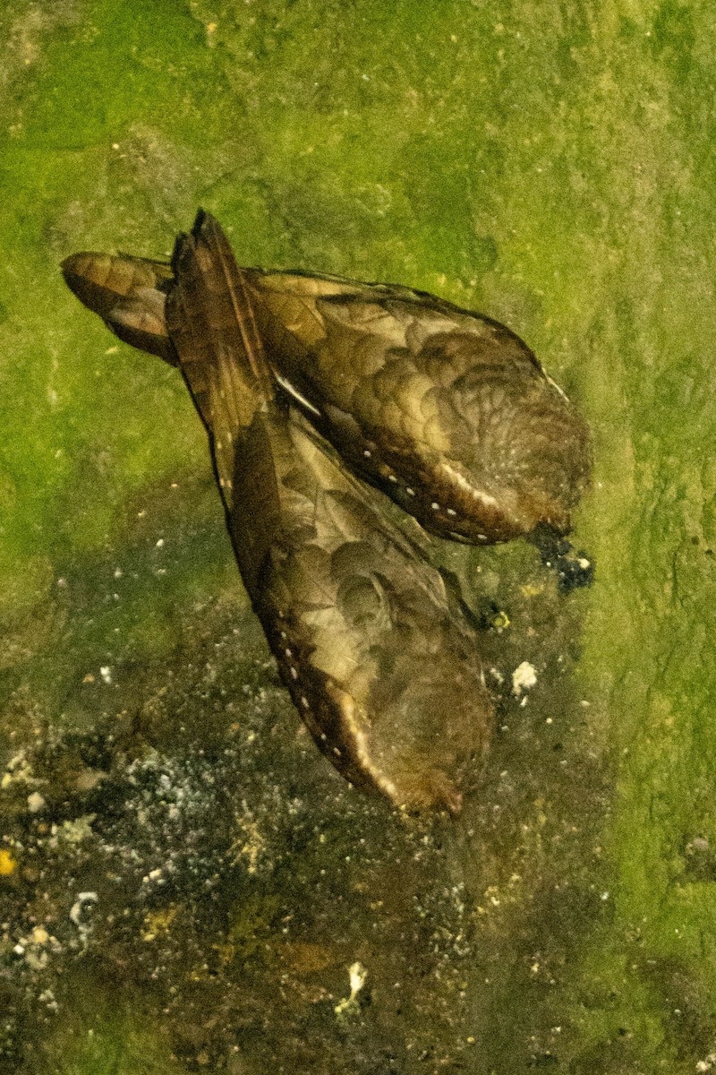 Oilbird - ML643511129