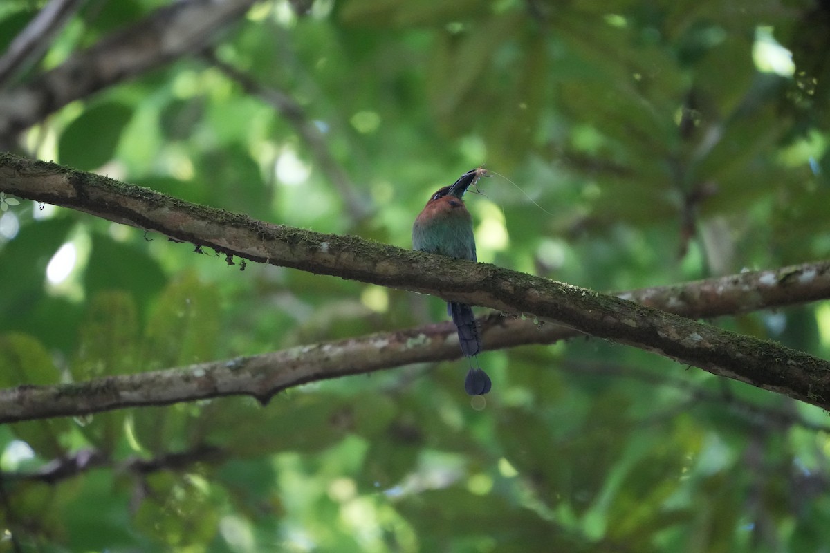 Broad-billed Motmot - ML643511131