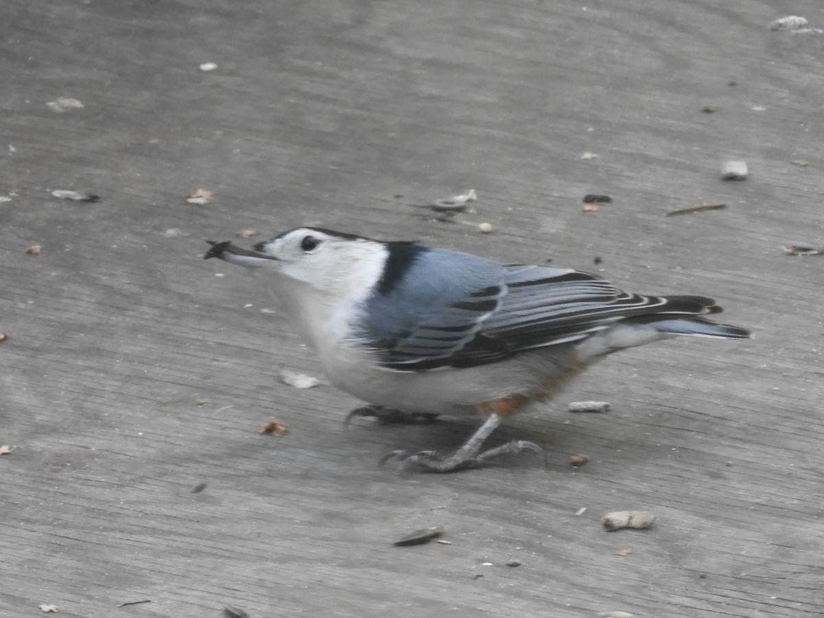 White-breasted Nuthatch - ML643511173