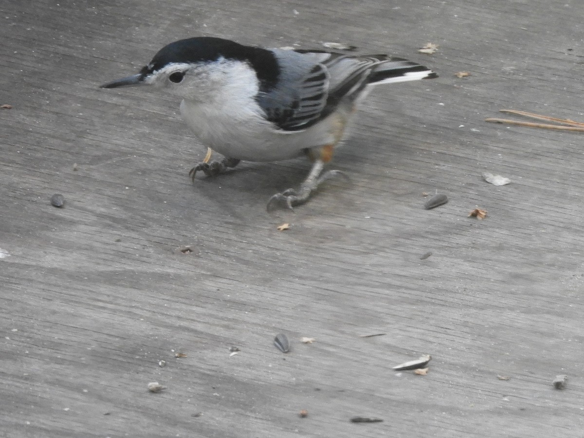 White-breasted Nuthatch - ML643511174