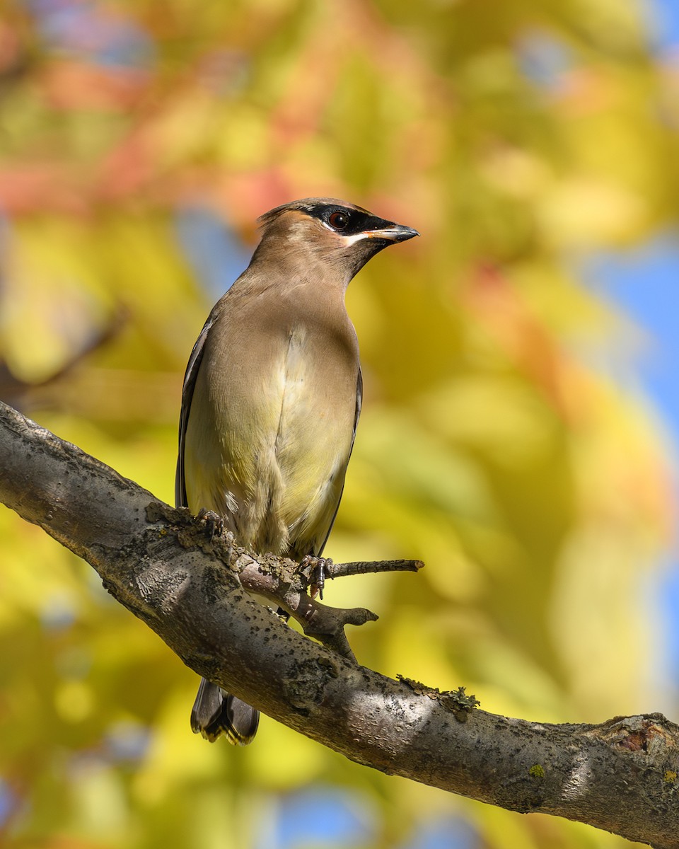 Cedar Waxwing - ML643511175