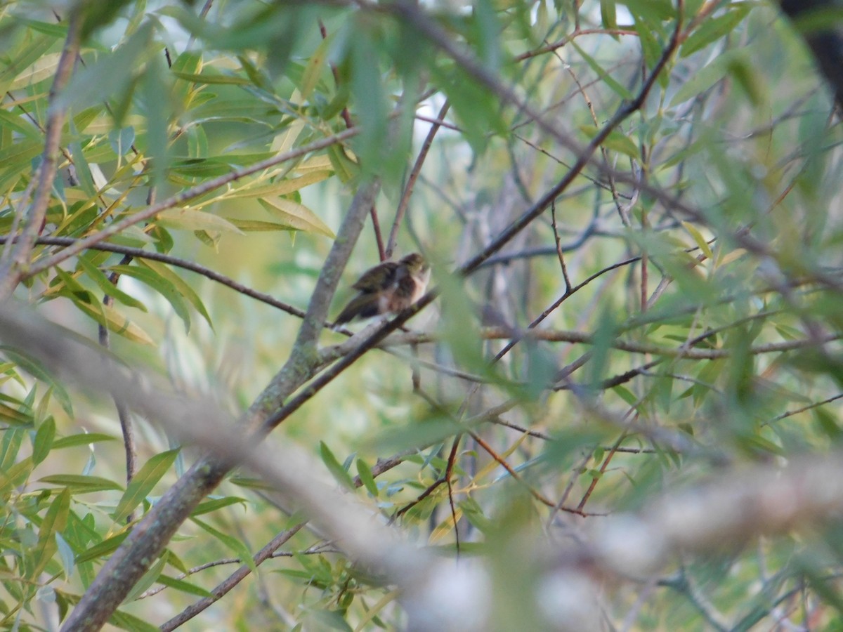 Ruby-throated Hummingbird - ML643511198