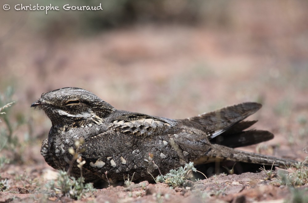 Eurasian Nightjar - ML64351121