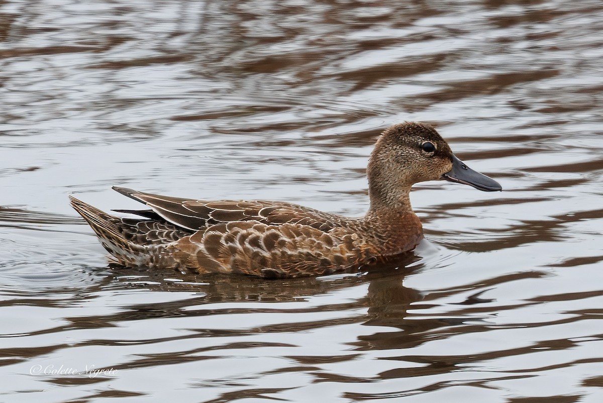 blåvingeand - ML643511216