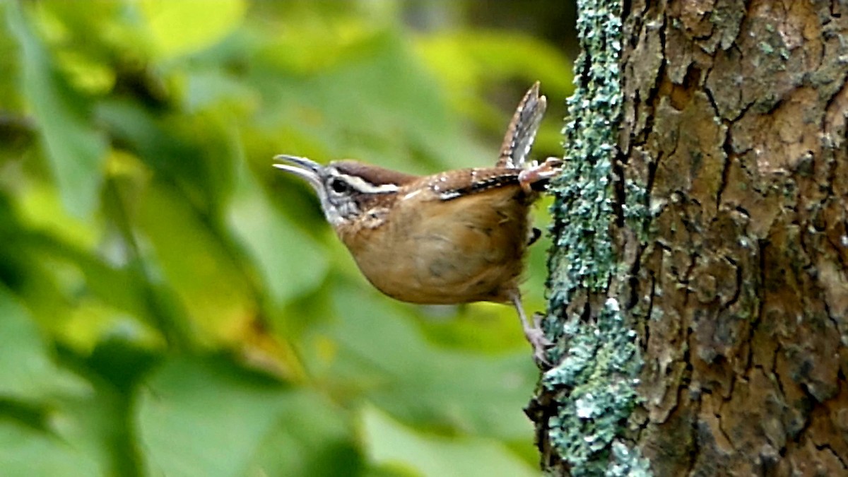 Carolina Wren - ML643511225