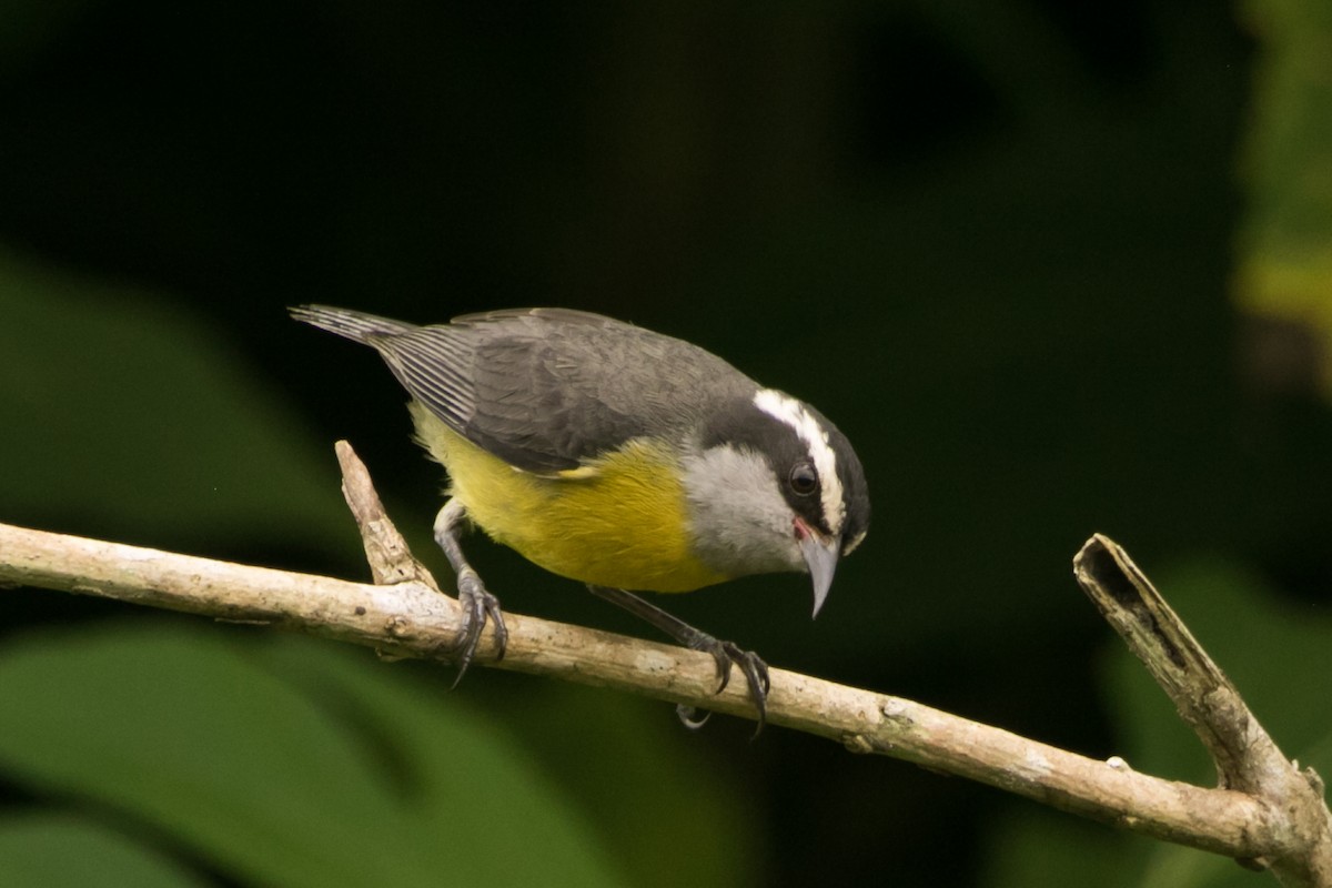 Bananaquit - ML643511230