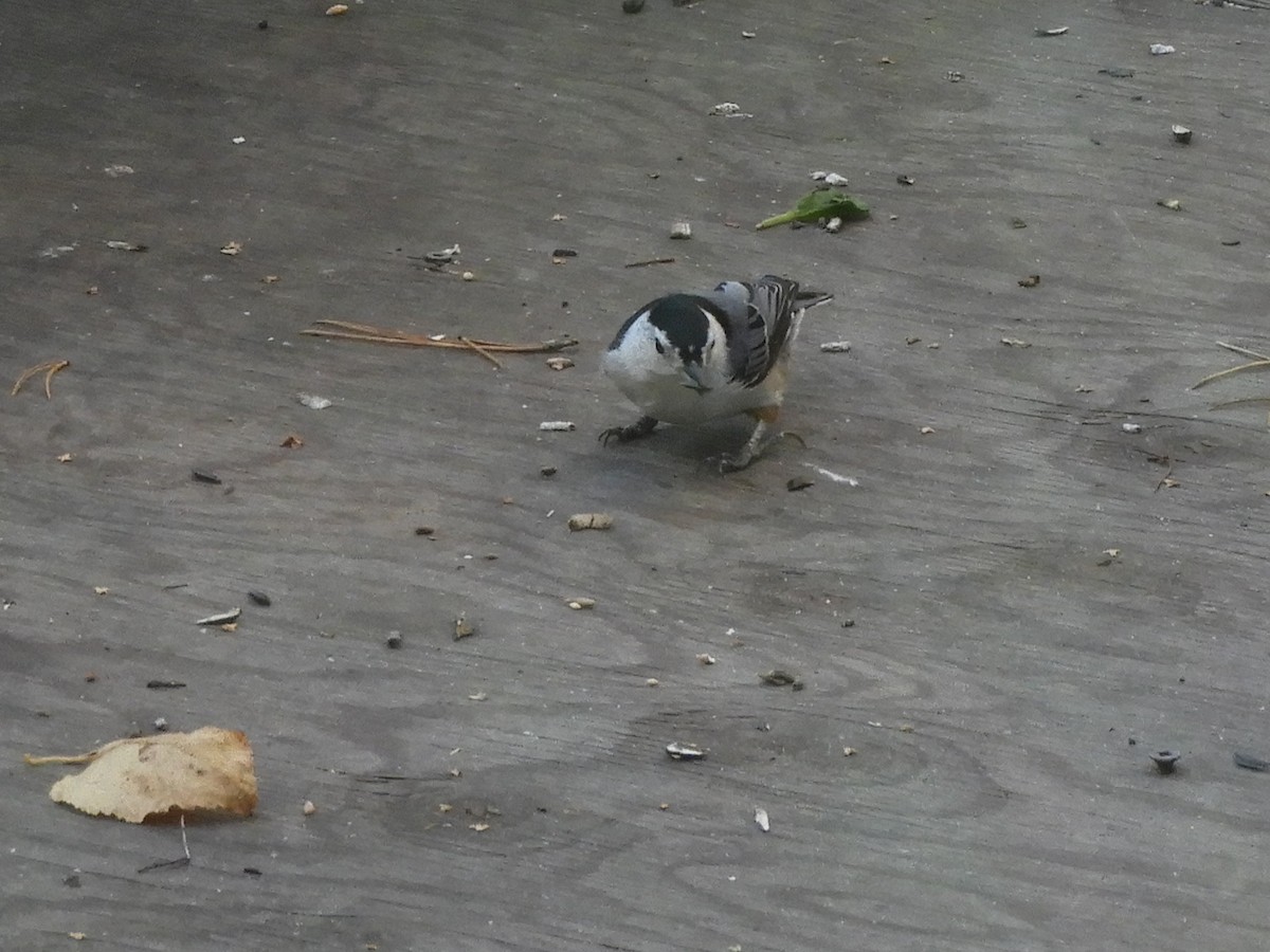 White-breasted Nuthatch - ML643511245