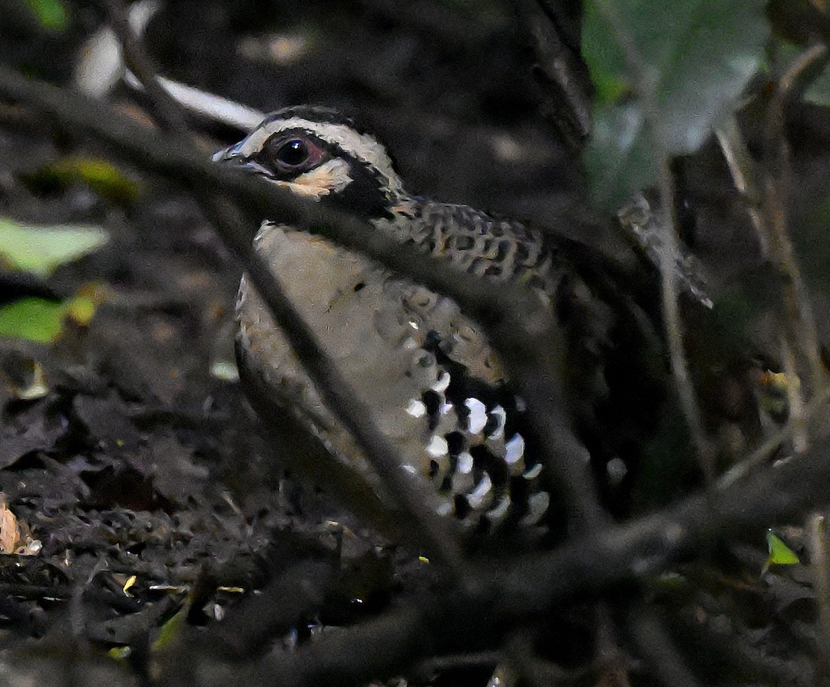 Bar-backed Partridge - ML643511250