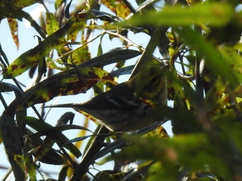 Grünmantel-Waldsänger - ML643511271