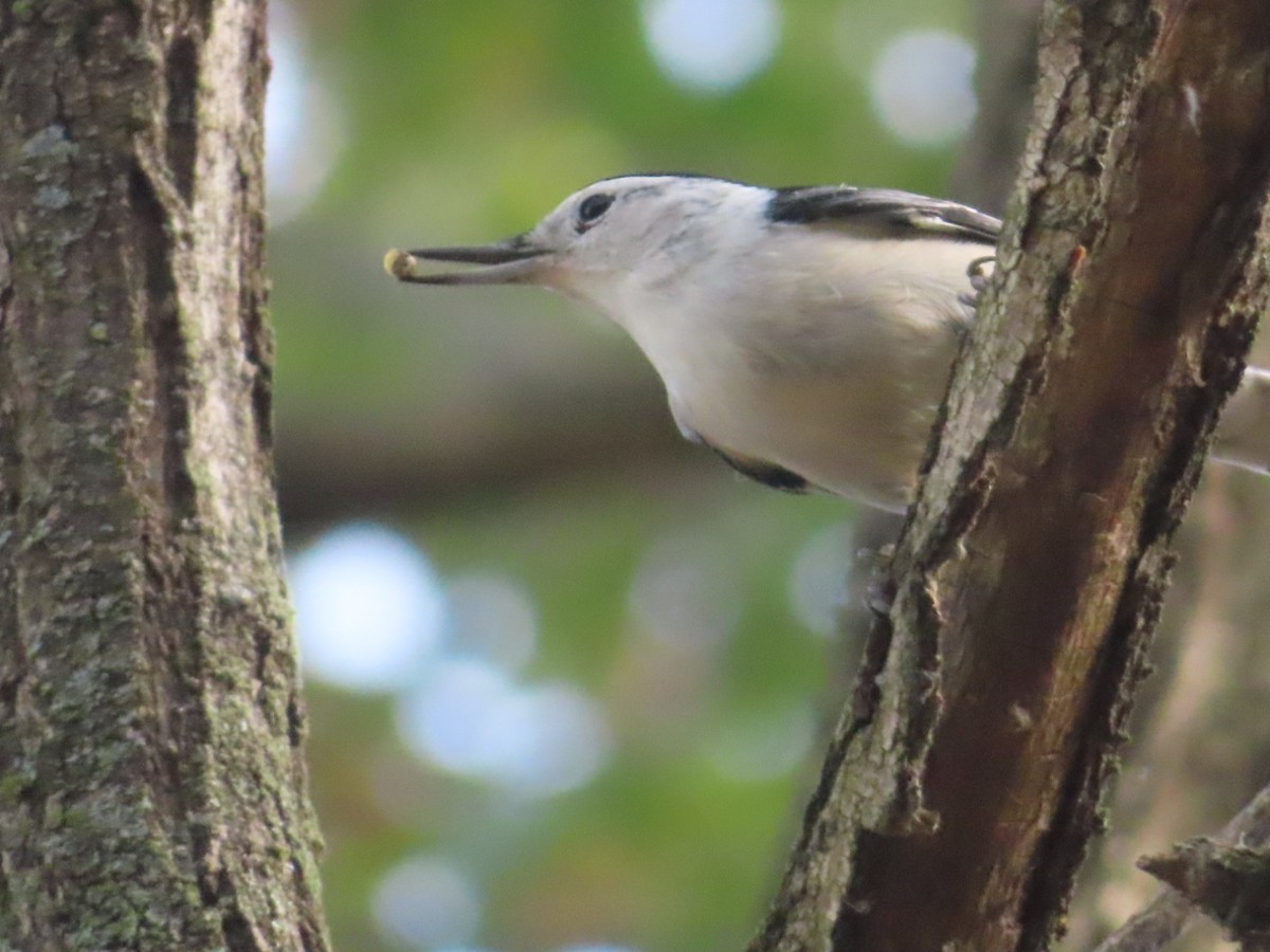 White-breasted Nuthatch - ML643511282