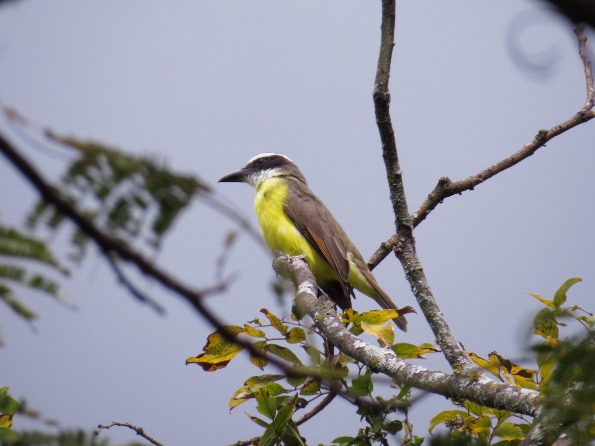 Boat-billed Flycatcher - ML643511283