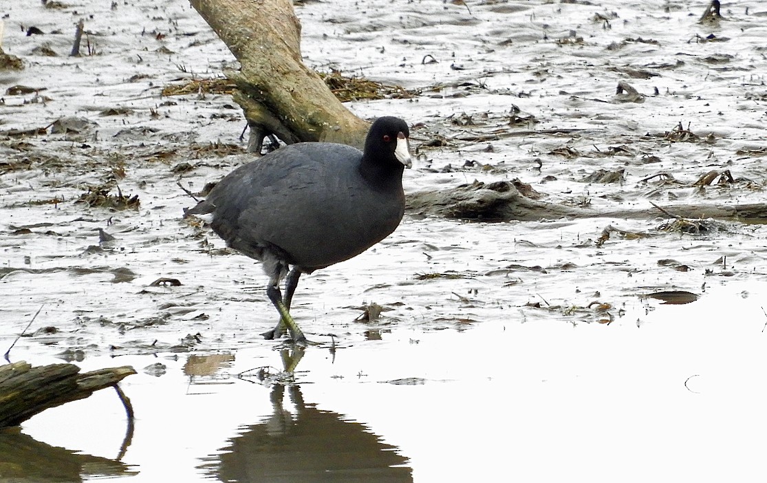 American Coot - ML643511288
