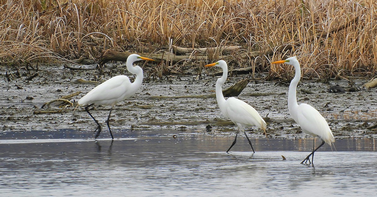 Great Egret - ML643511302