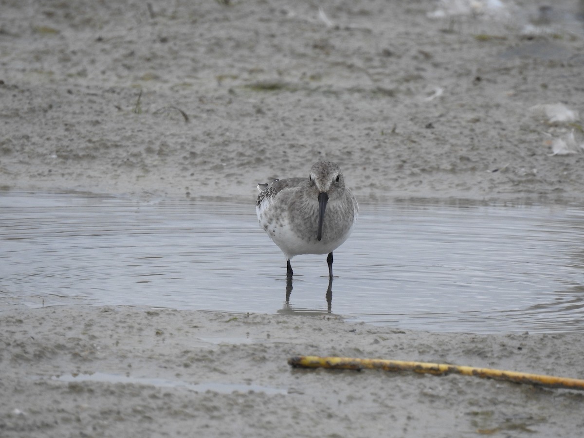 jespák obecný - ML643511315