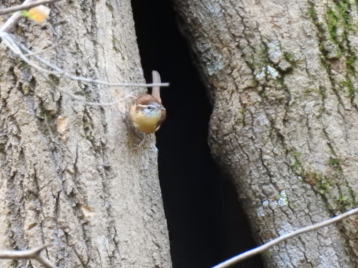 Carolina Wren - ML643511323