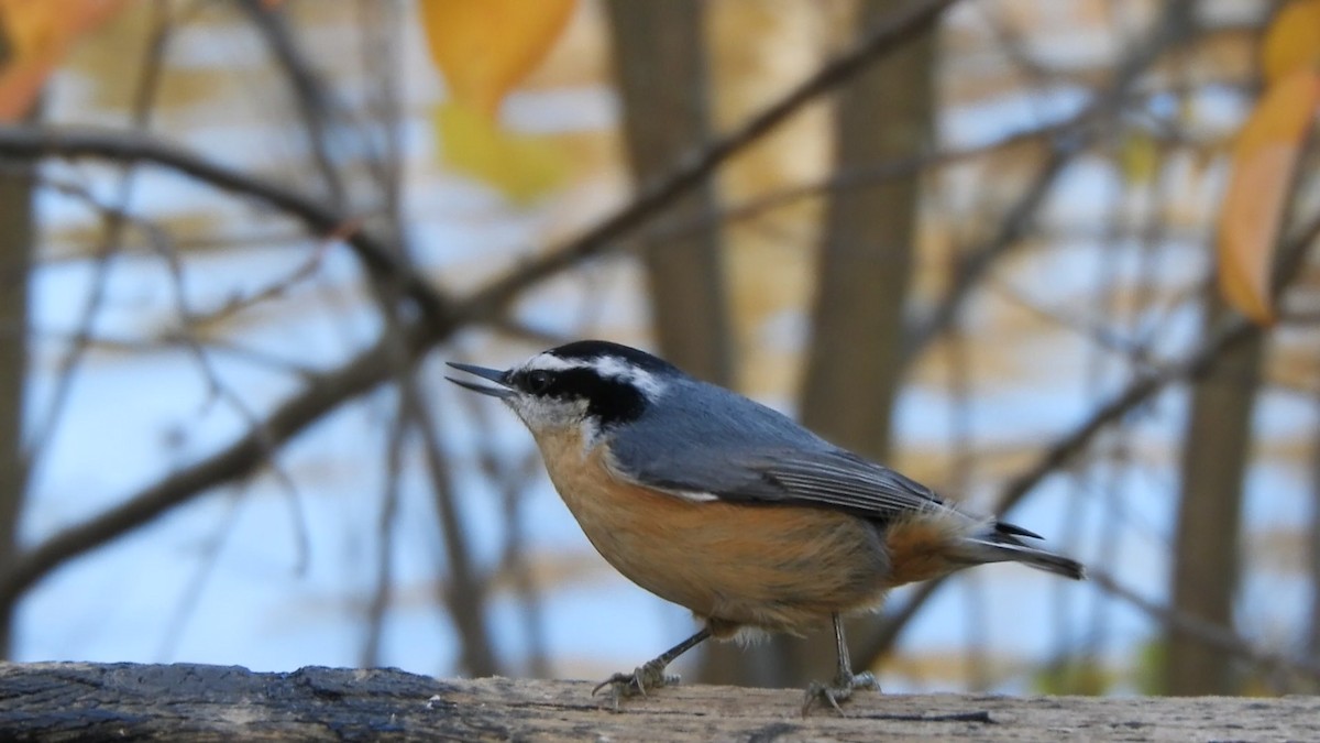 Red-breasted Nuthatch - ML643511324
