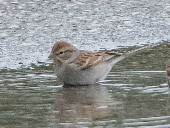Chipping Sparrow - ML643511348