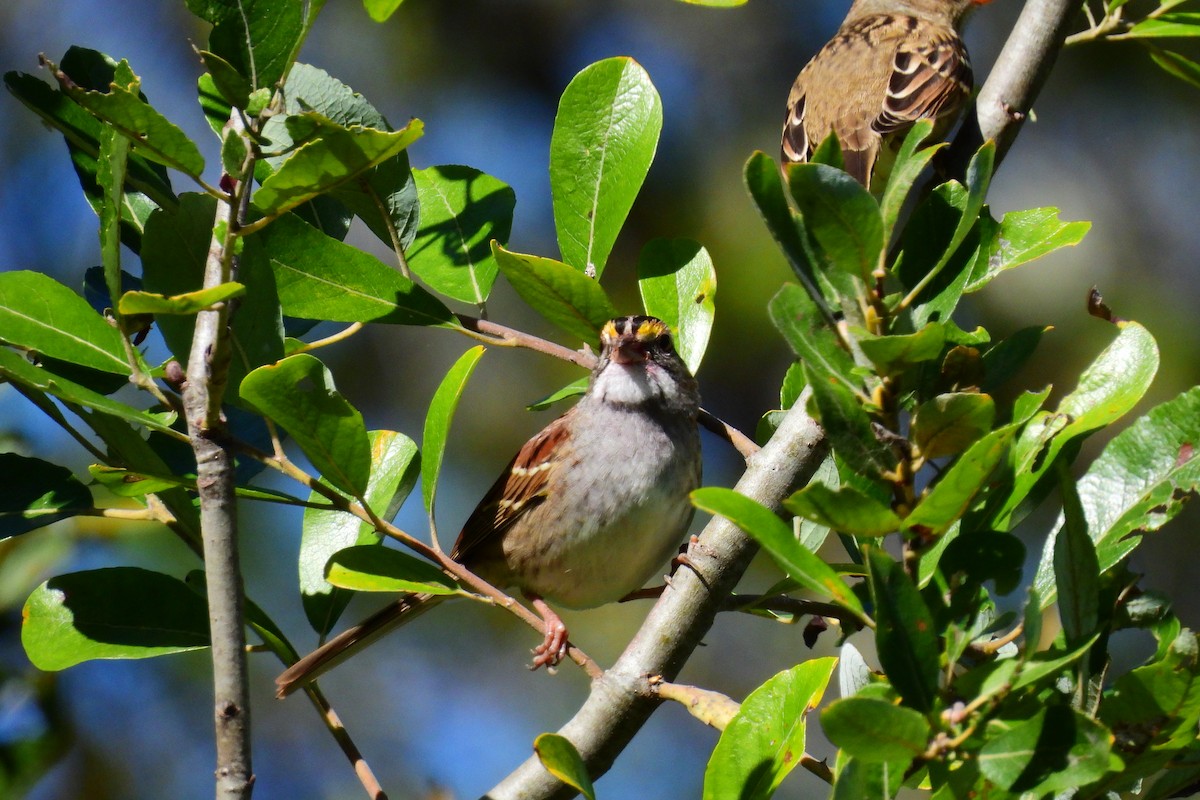 White-throated Sparrow - ML643511354