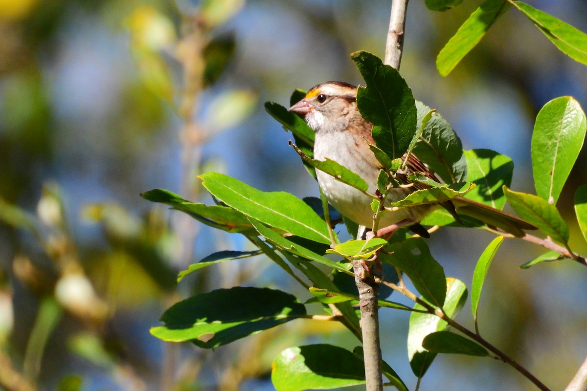 White-throated Sparrow - ML643511355