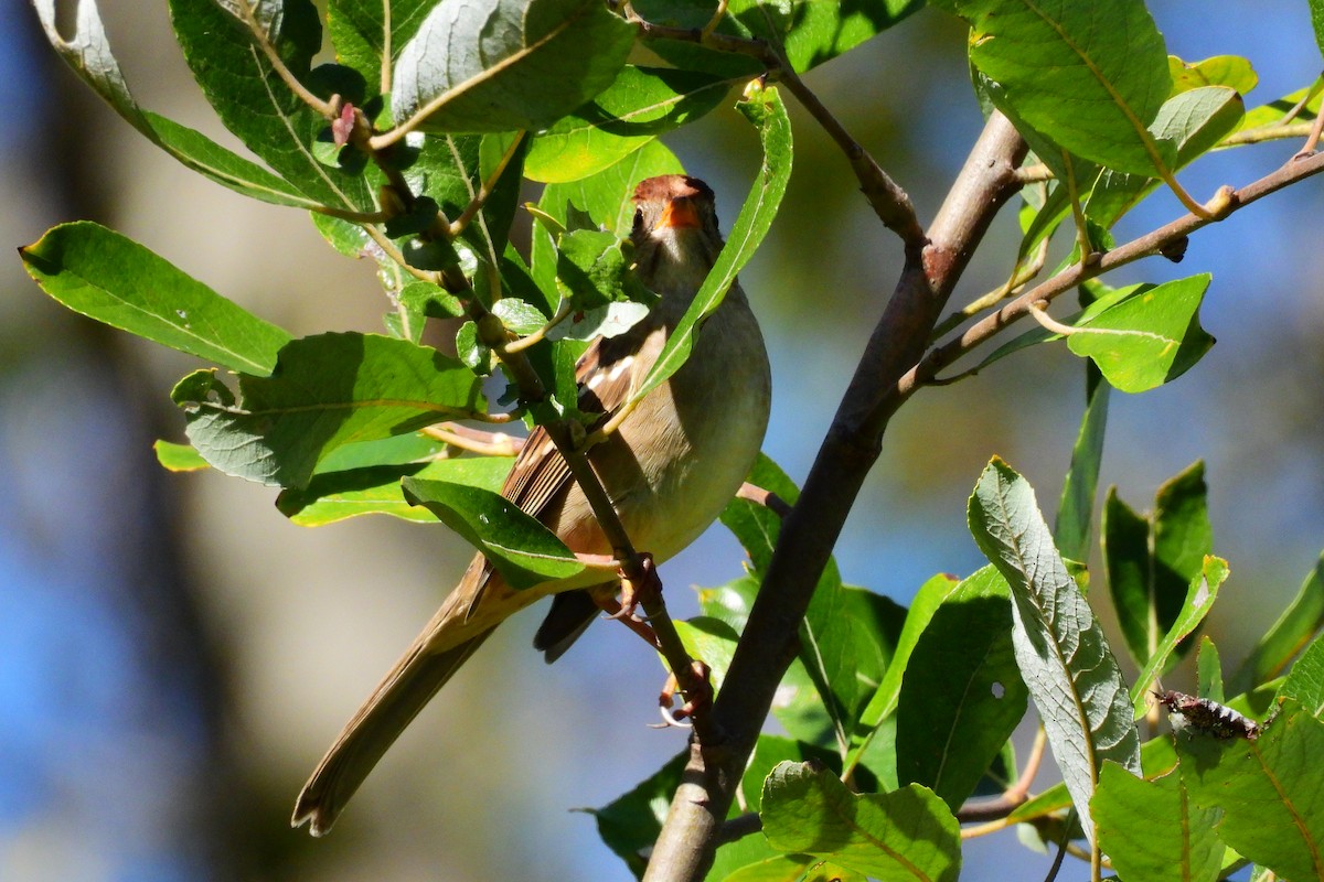 White-throated Sparrow - ML643511356