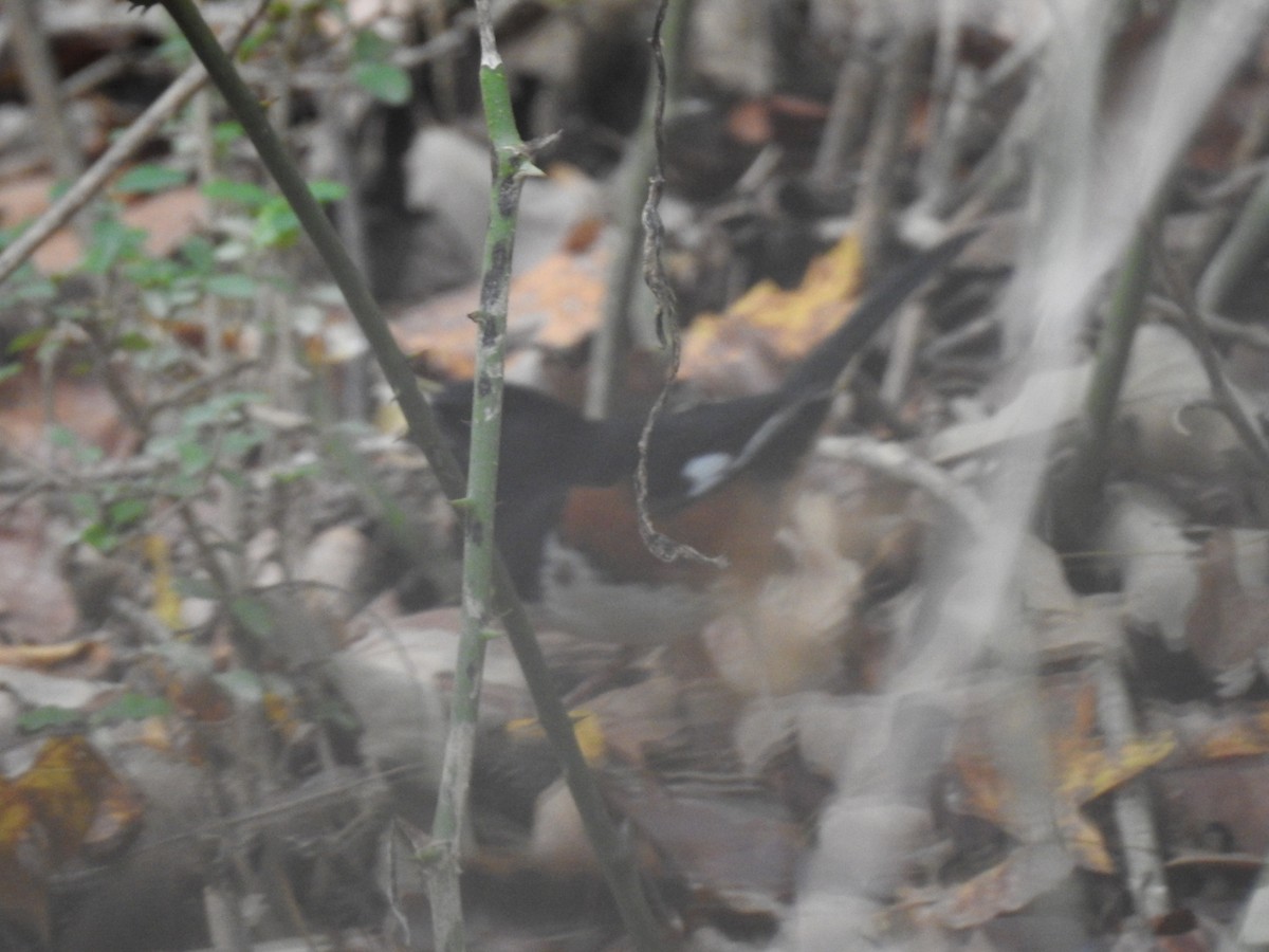 Eastern Towhee - ML643511357
