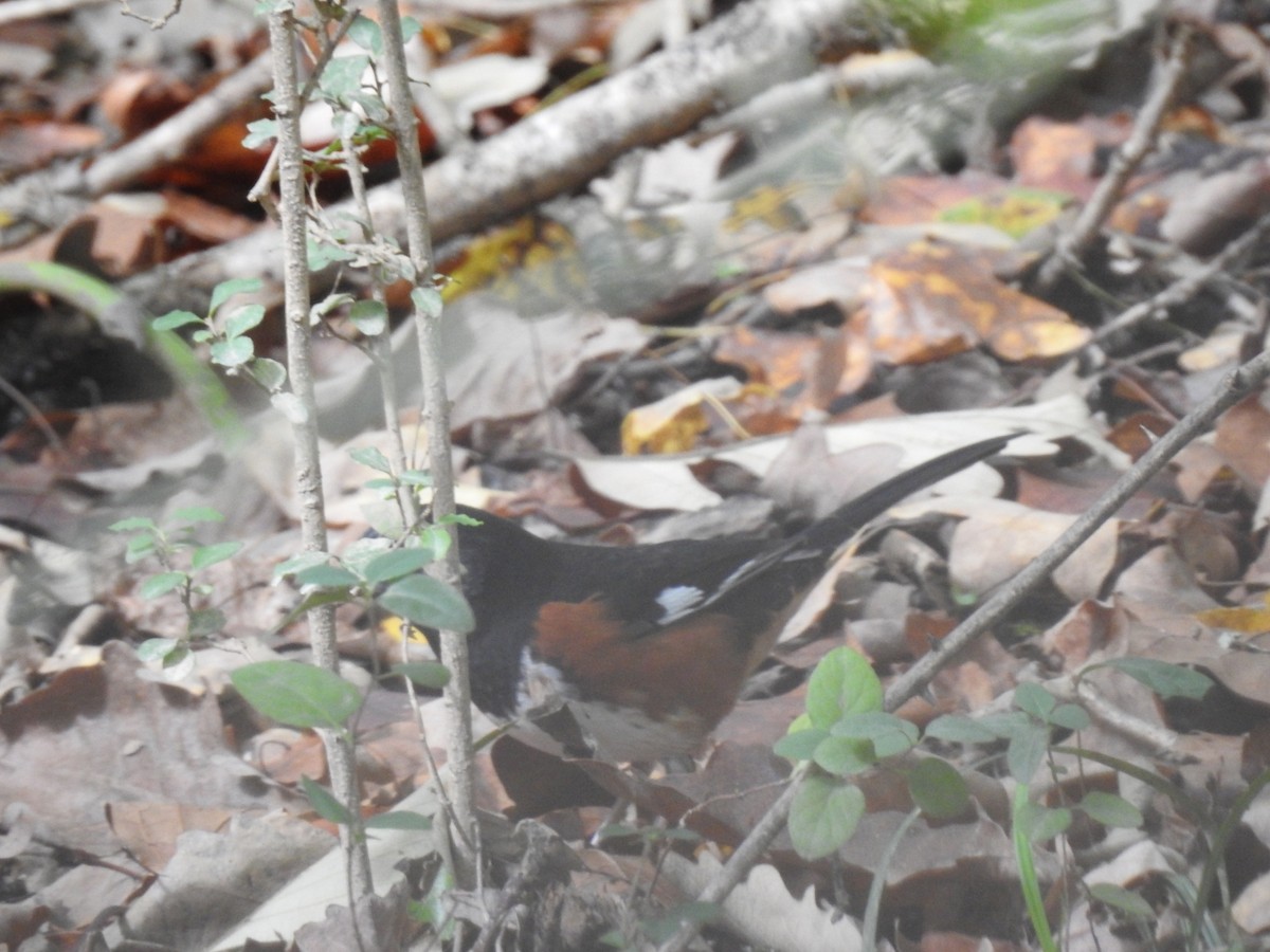 Eastern Towhee - ML643511358