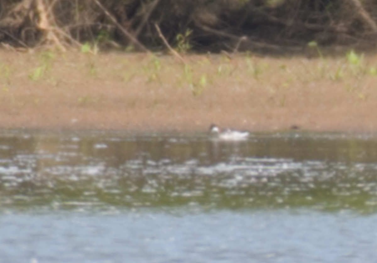 Red-necked Phalarope - ML643511367