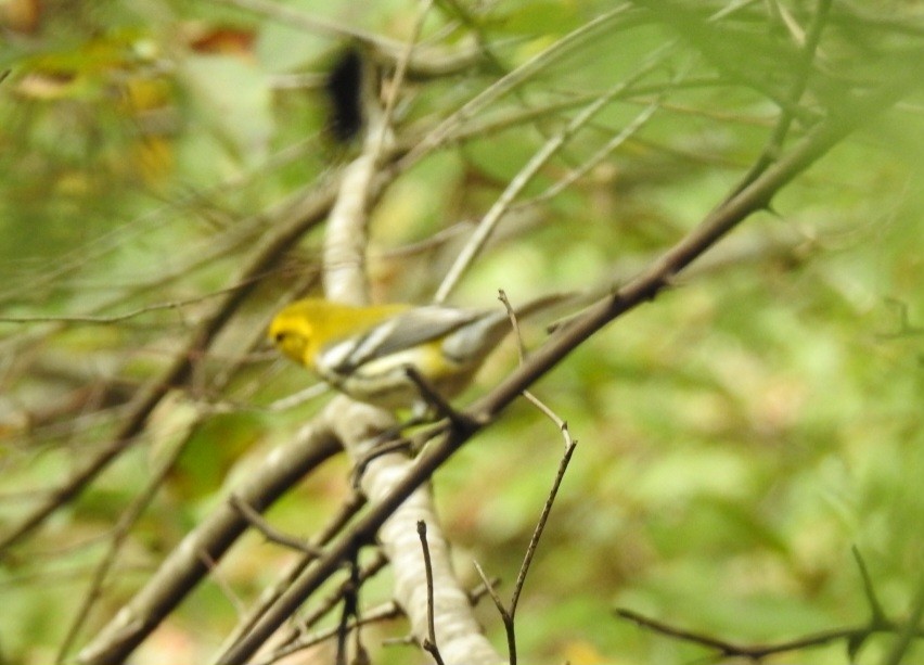 Grünmantel-Waldsänger - ML643511370