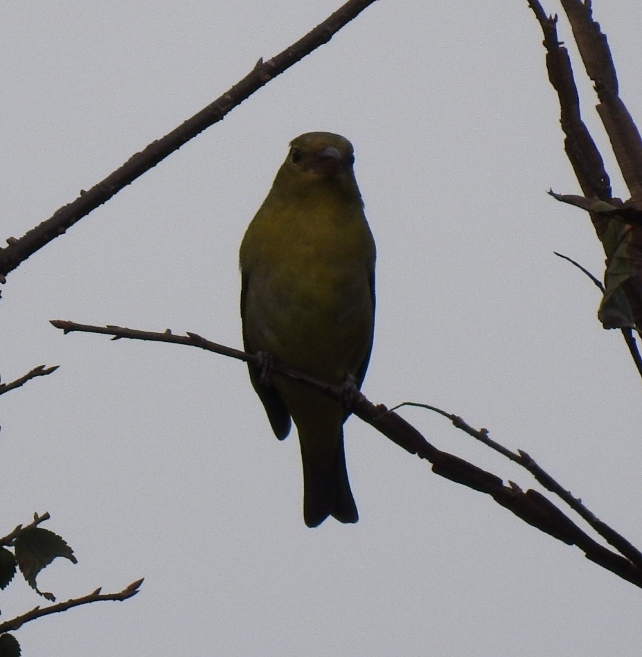 Scarlet Tanager - ML643511378