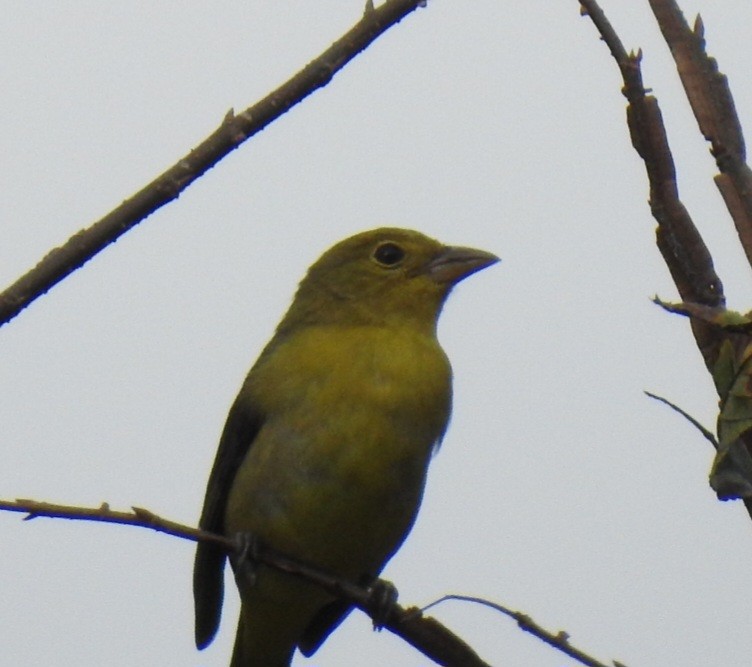 Scarlet Tanager - ML643511379