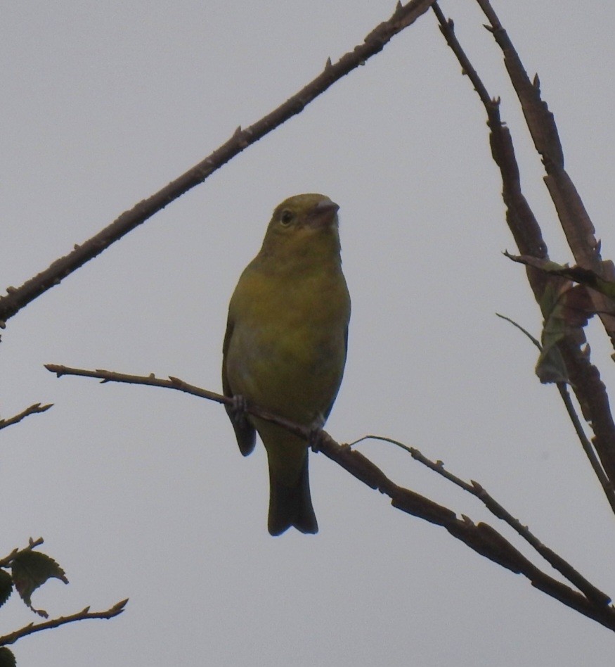 Scarlet Tanager - ML643511380