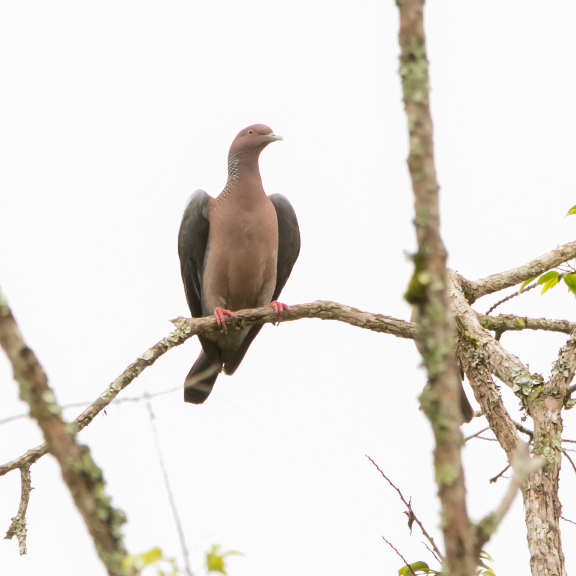 Picazuro Pigeon - ML643511392