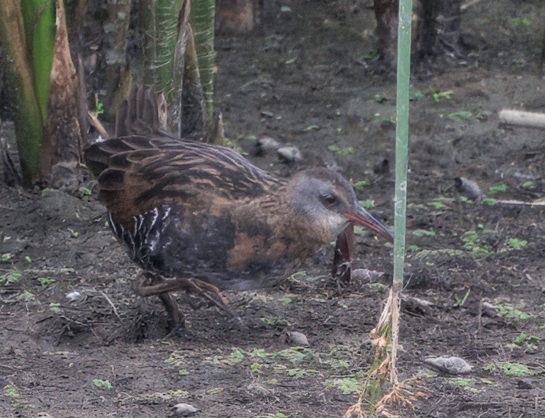 Virginia Rail - ML643511397