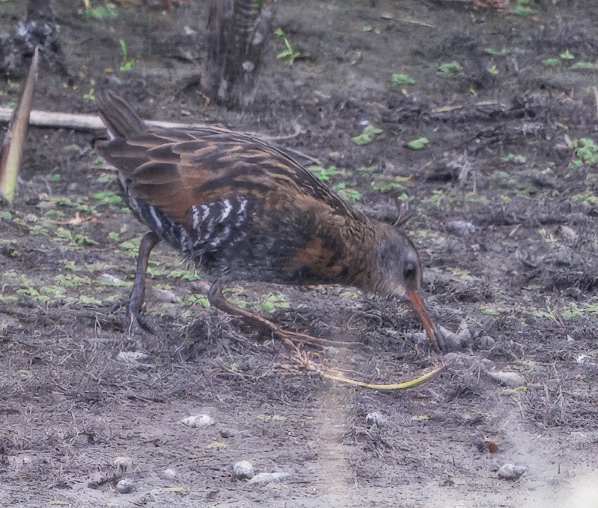 Virginia Rail - ML643511398