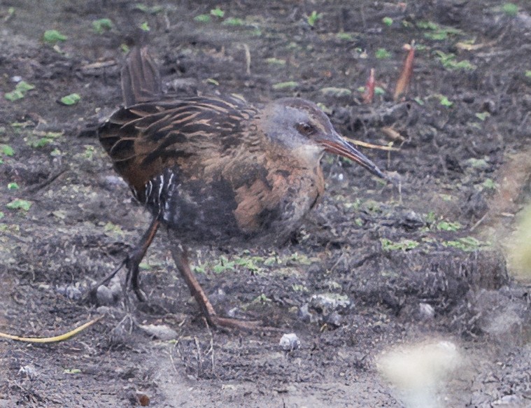 Virginia Rail - ML643511399