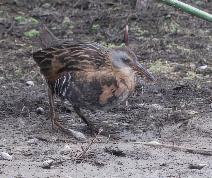 Virginia Rail - ML643511400