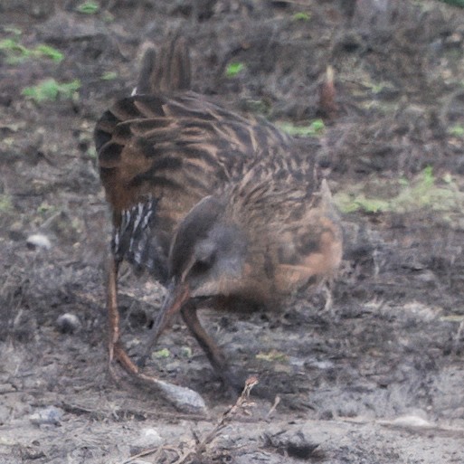 Virginia Rail - ML643511401