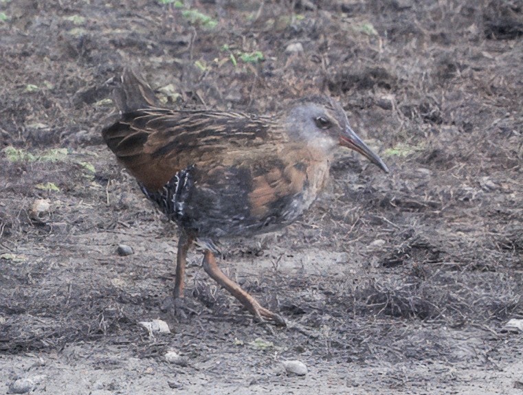 Virginia Rail - ML643511402