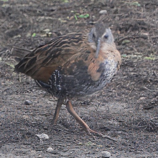 Virginia Rail - ML643511403